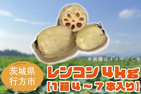 【2025年8月以降より順次発送】レンコン　約4kg｜茨城県 行方市 ふるさと納税 蓮根 レンコン(EG-1)