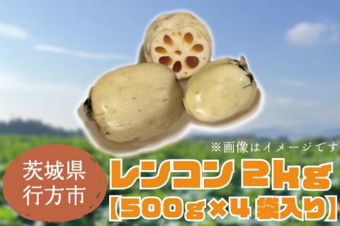 レンコン 約2kg｜茨城県 行方市 ふるさと納税 蓮根 レンコン(EG-2)