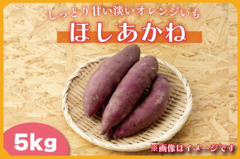 【2025年11月より順次発送】2025年度産 しっとり甘い淡いオレンジいも ほしあかね 約5kg｜さつまいも 芋 お芋 ほしあかね 渋谷農園 先行予約 茨城県 行方市(BZ-38)