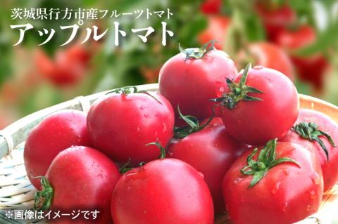 【2026年1月より順次発送】東山農園のアップルトマト 約1.5kg｜トマト とまと 野菜 やさい アップルトマト 新感覚 濃厚 先行予約 フルーツ フルーツトマト 茨城県 行方市 ふるさと納税(FP-1)