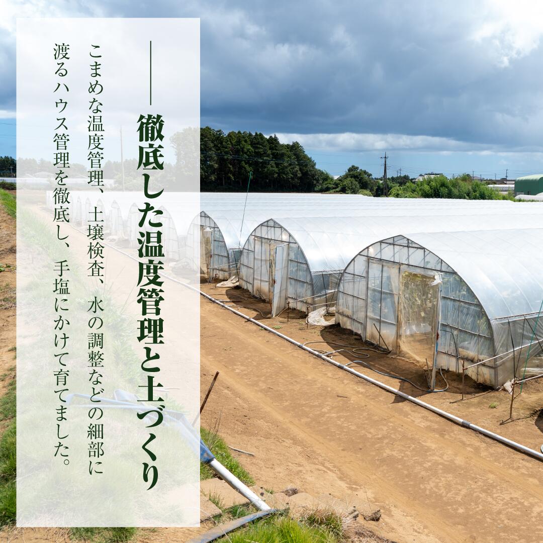 アールスメロン（1玉入り1箱）2kg～2.5kg お中元 メロン めろん アールス 1～2玉 2kg～4kg おすすめ 人気 国産 青肉 産地直送 茨城 鉾田 フルーツ 旬 大きい プレゼント 贈り物 旬 定番 果物 くだもの 甘い 産地直送 先行予約 2025年7月～9月発送 フルーツ先行予約