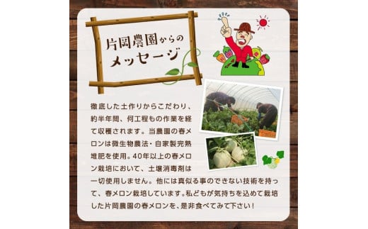 糖度抜群！奇跡のクインシーメロン（赤肉）3~5玉入り