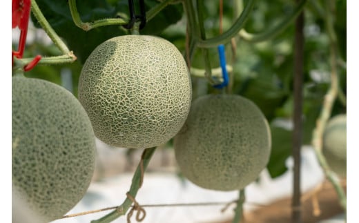 【特秀】クインシーメロン 2玉（1.2kg×2）茨城旭エメラルド