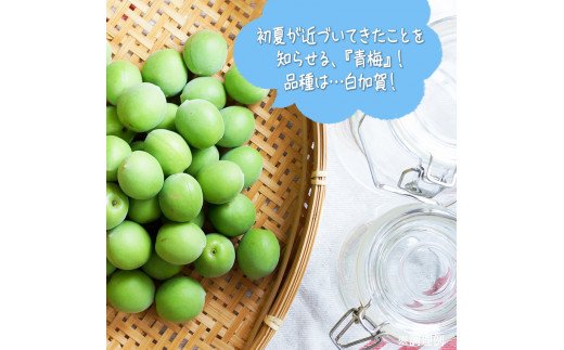 青梅4kg【令和4年6月から順次発送】田舎の頑固おやじが厳選