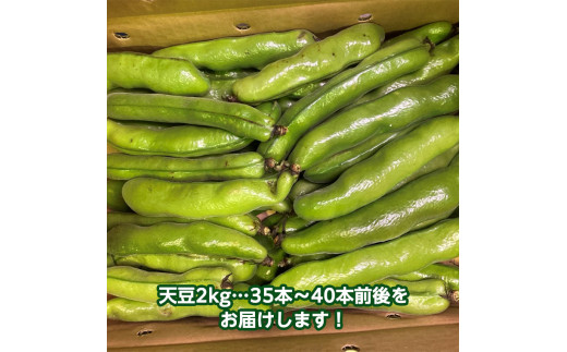 天豆2kg【令和4年3月から順次お届け】田舎の頑固おやじが厳