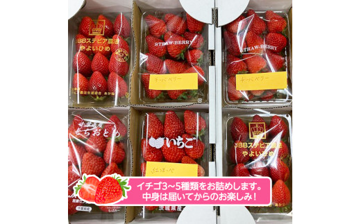 イチゴの食べ比べセット【令和4年2月から順次お届け】田舎