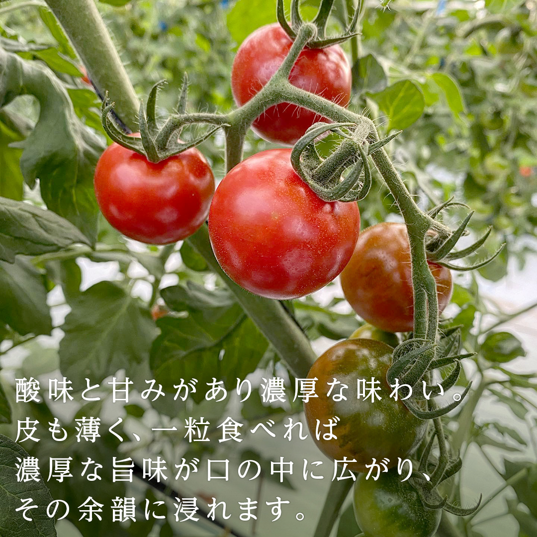フルーツミニトマト 約1kg 【1月10日発送開始】 フルーツミ