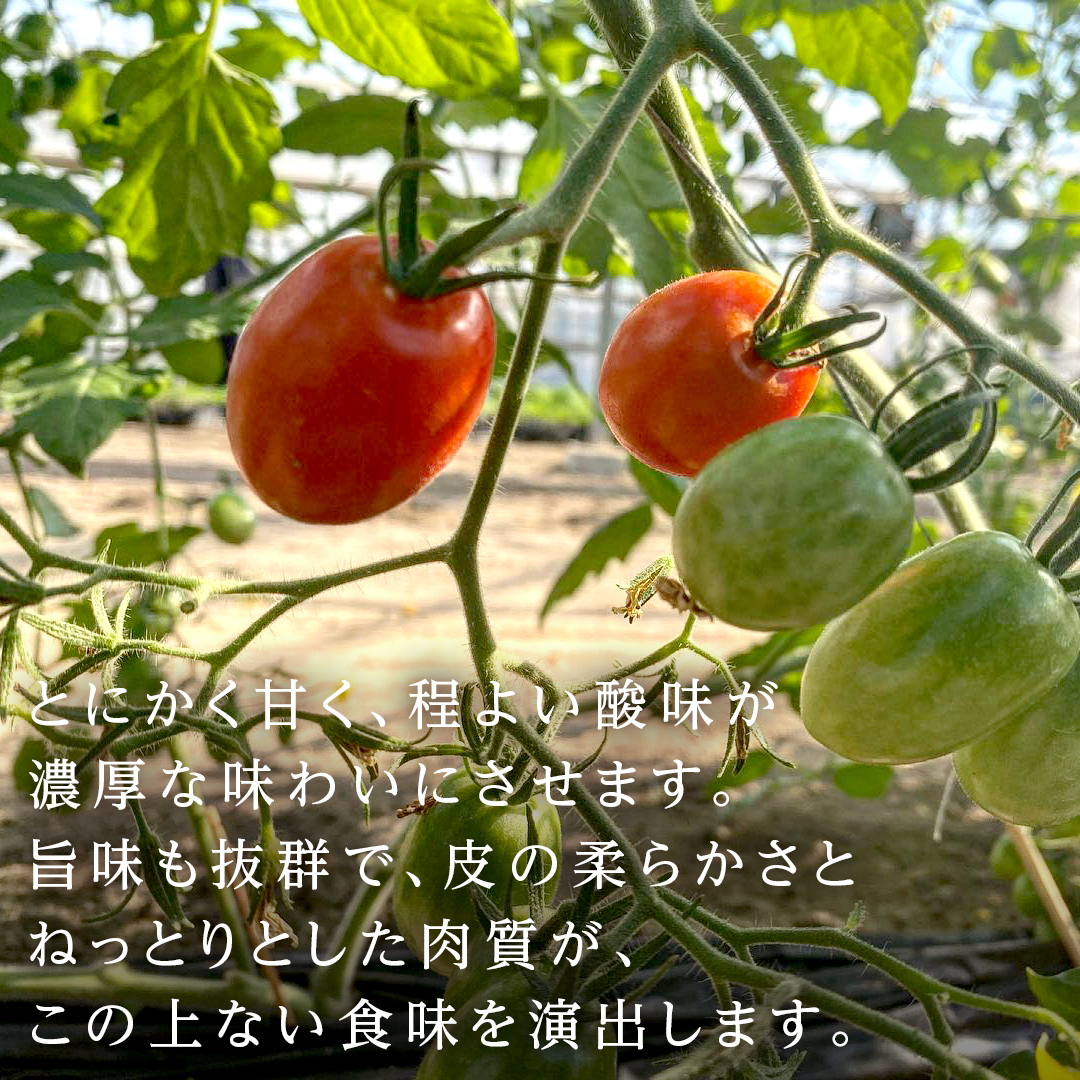 ミニトマト（マドンナ）約1kg 【1月下旬発送開始】 ミニト