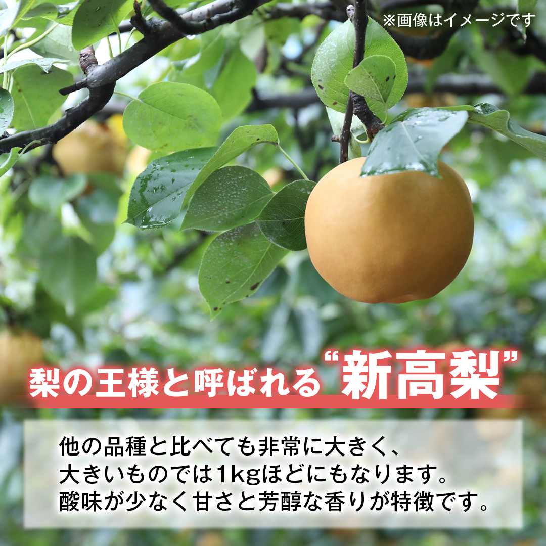 梨 新高 10kg（20～26個）【2025年10月より発送開始】（茨城県