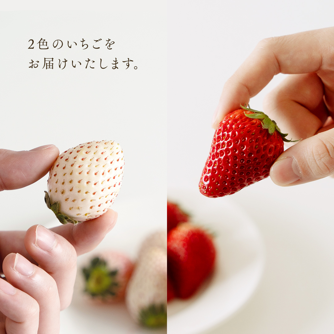 赤いちごと白いちごの宝石箱 18粒 【12月から発送開始】（