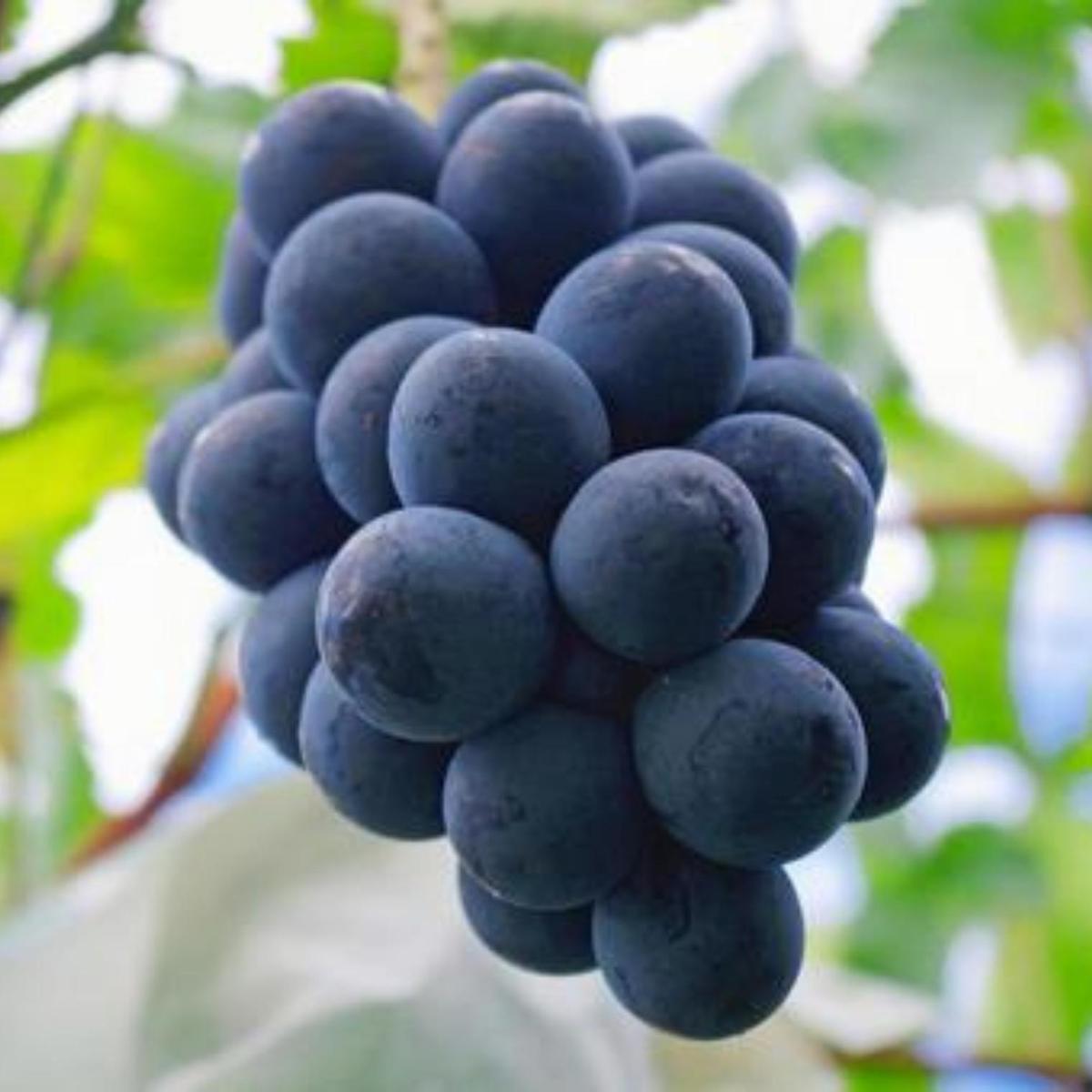 【 桐箱入り 】 ナガノパープル 1房 【2025年8月から発送開始