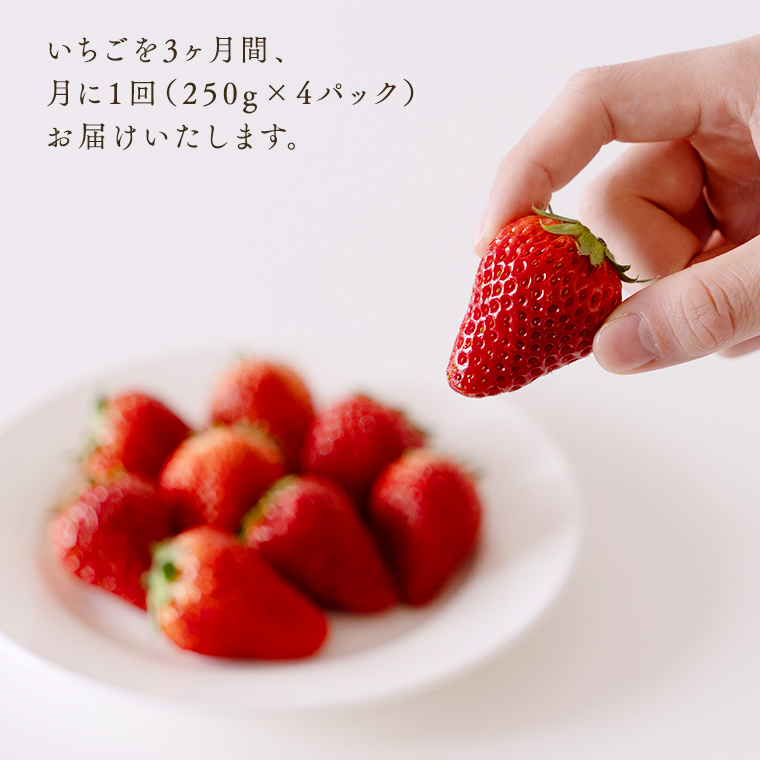 【 定期便 】 合計3kgお届け いちご の3ヶ月連続お届け便 （1
