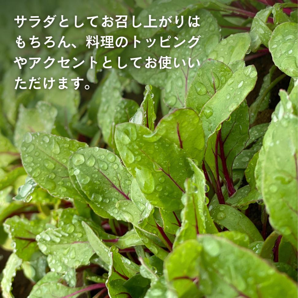 黒澤農園 の ベビーリーフサラダ （ 50g × 6パック ） 使い切