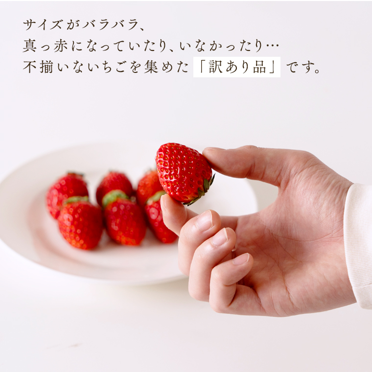 【訳あり】いちご 2kg（500g×4パック）【1月から発送開始】