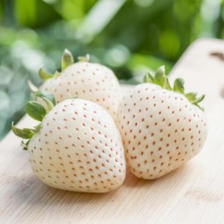 【 お歳暮 熨斗付 】赤いちごとシャインマスカットの宝石