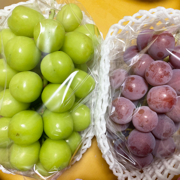 おまかせ！ ぶどう セット 5品種×各2房【2025年9月より発送