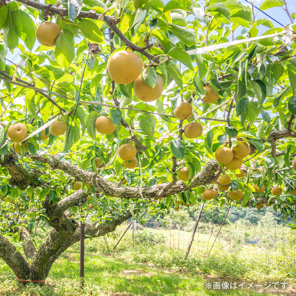 にっこり梨 5kg（8〜14個）【2025年10月より発送開始】（茨城