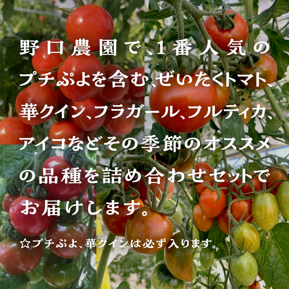 【2024年11月から発送開始】 華クイン！プチぷよ！自慢のフ