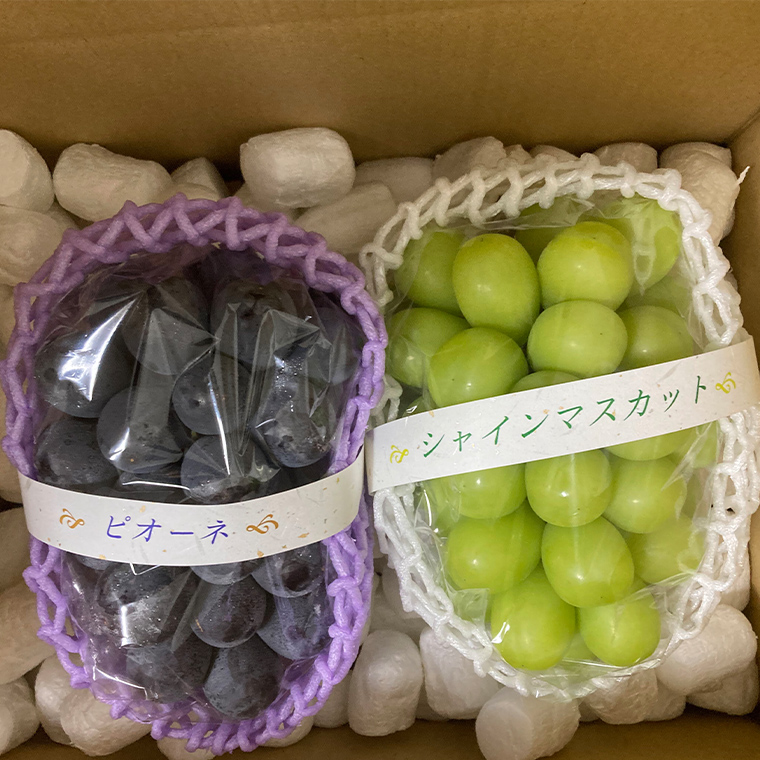 ぶどう 2品種 食べ比べ（各１房ずつ）【2025年8月より発送開