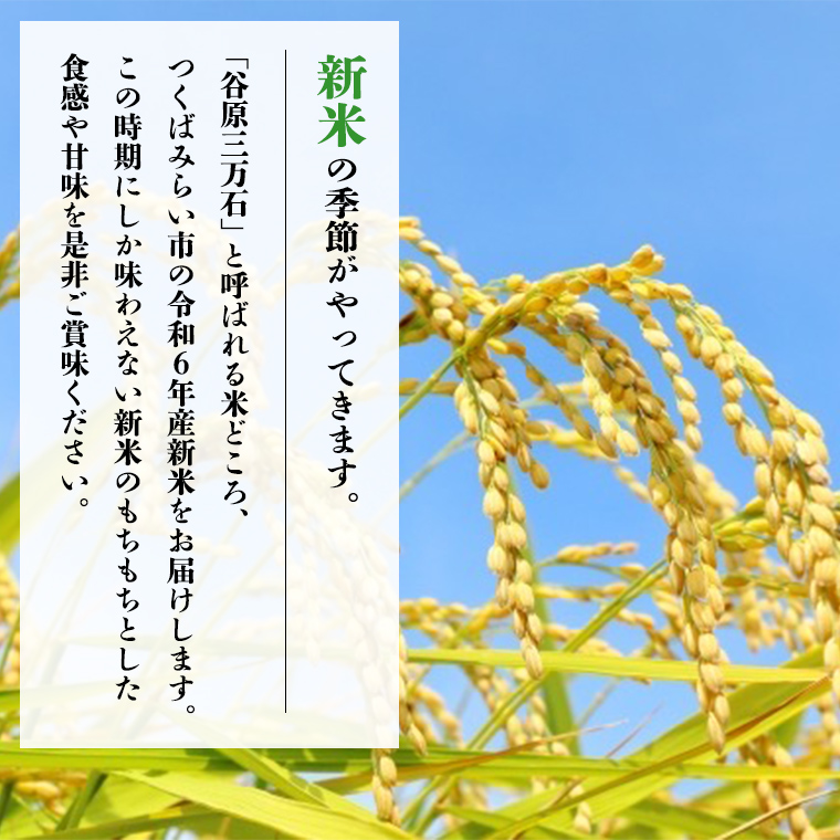 【新米先行予約開始！ / 10月下旬出荷分】《 令和6年産 》茨