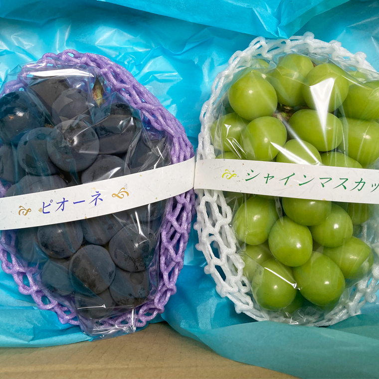 【定期便】ぶどう 品種ランダム2房セット【2025年8月から3か