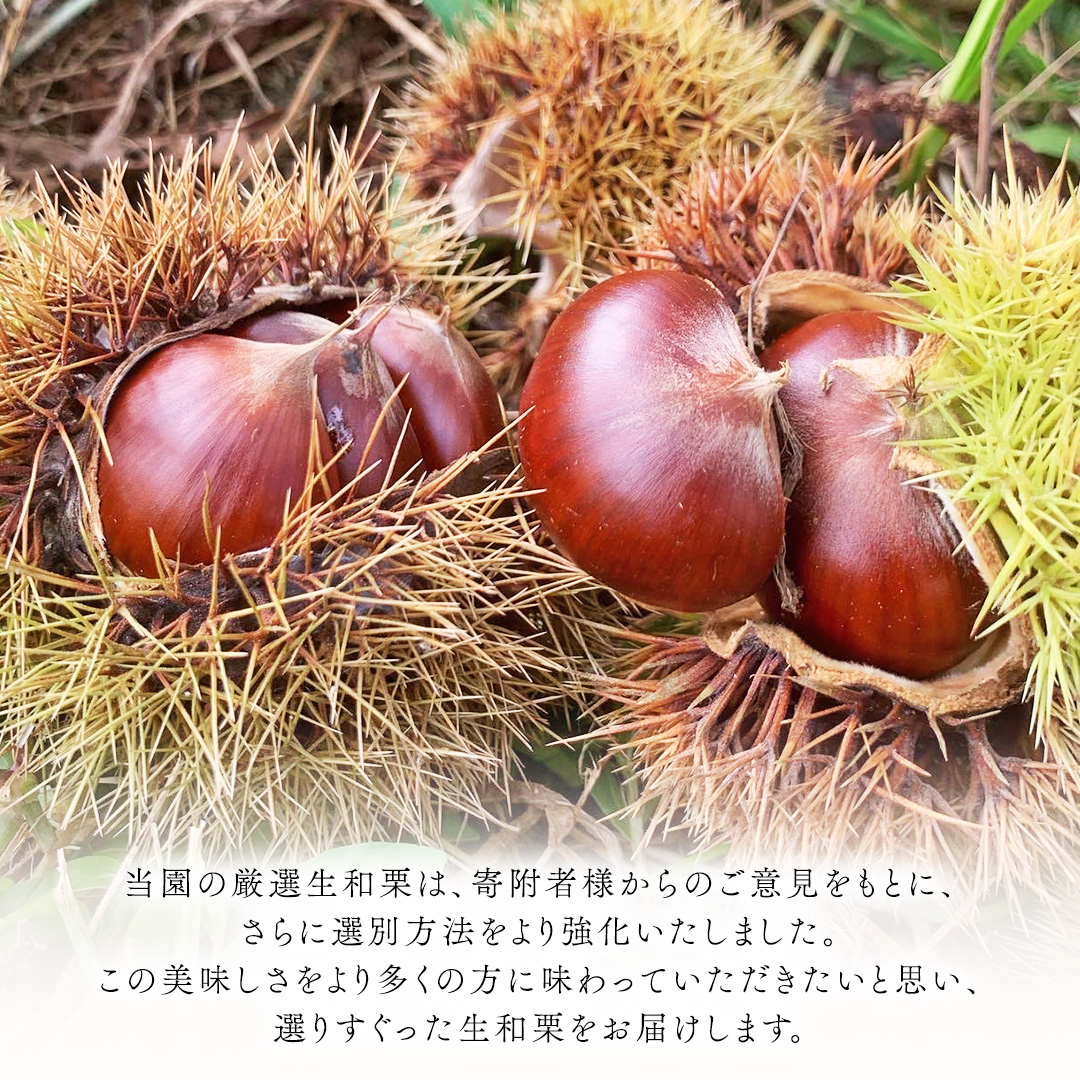 厳選 生和栗 1kg 【庄七農園】 栗 果樹 生栗 栗ご飯 渋皮煮 