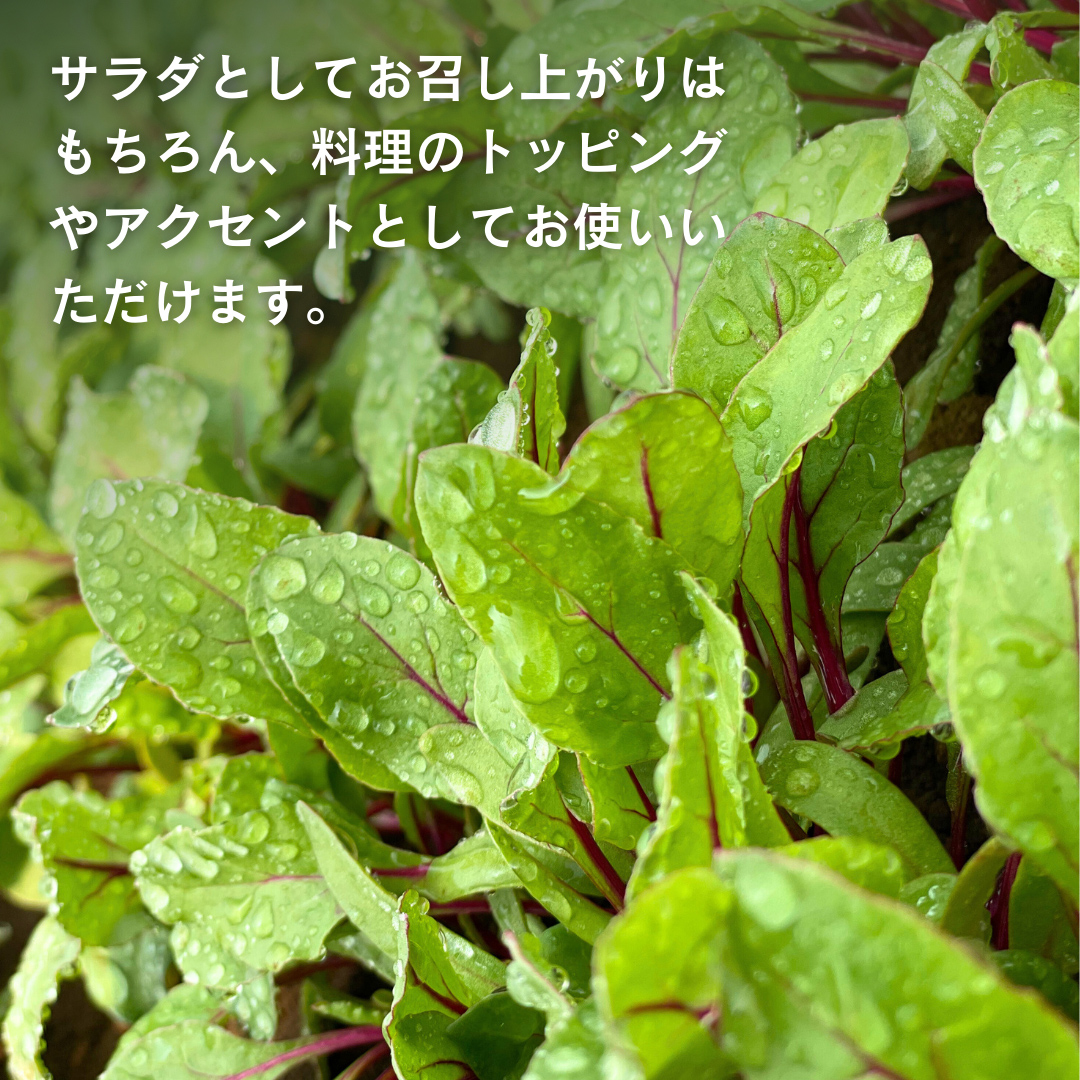 【 定期便 】3か月連続でお届け！ 黒澤農園 の ベビーリー