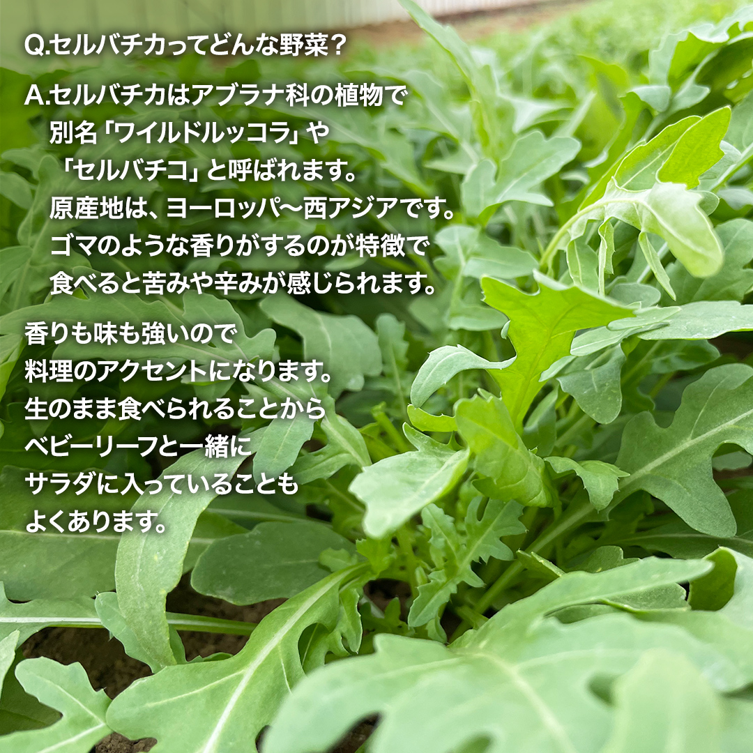 つくばみらい市 で栽培した セルバチカ ( ワイルドルッコラ