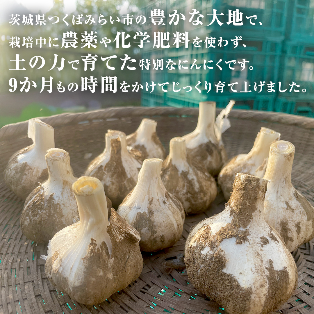 超芳醇 つくばみらいの土が育んだ 最上級ニンニク 1kg つく