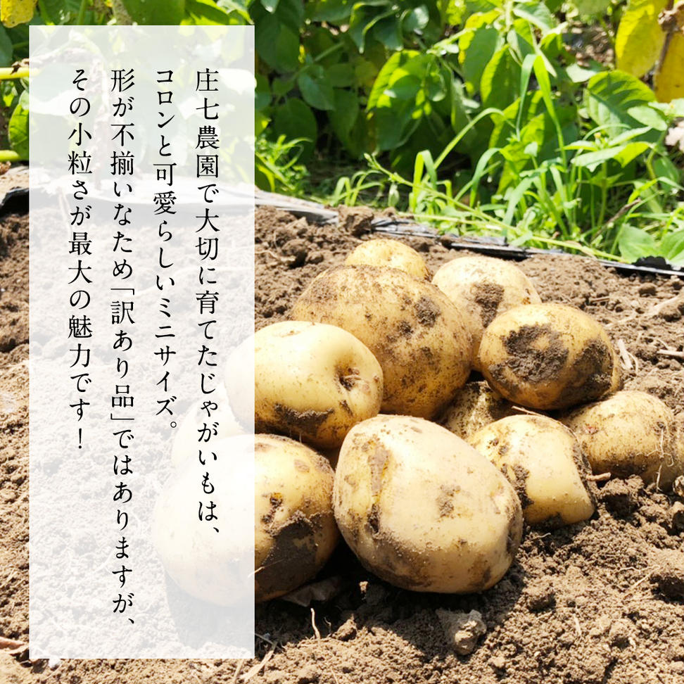 【訳あり】ミニ ジャガイモ ( キタアカリ )  10kg 田んぼで作