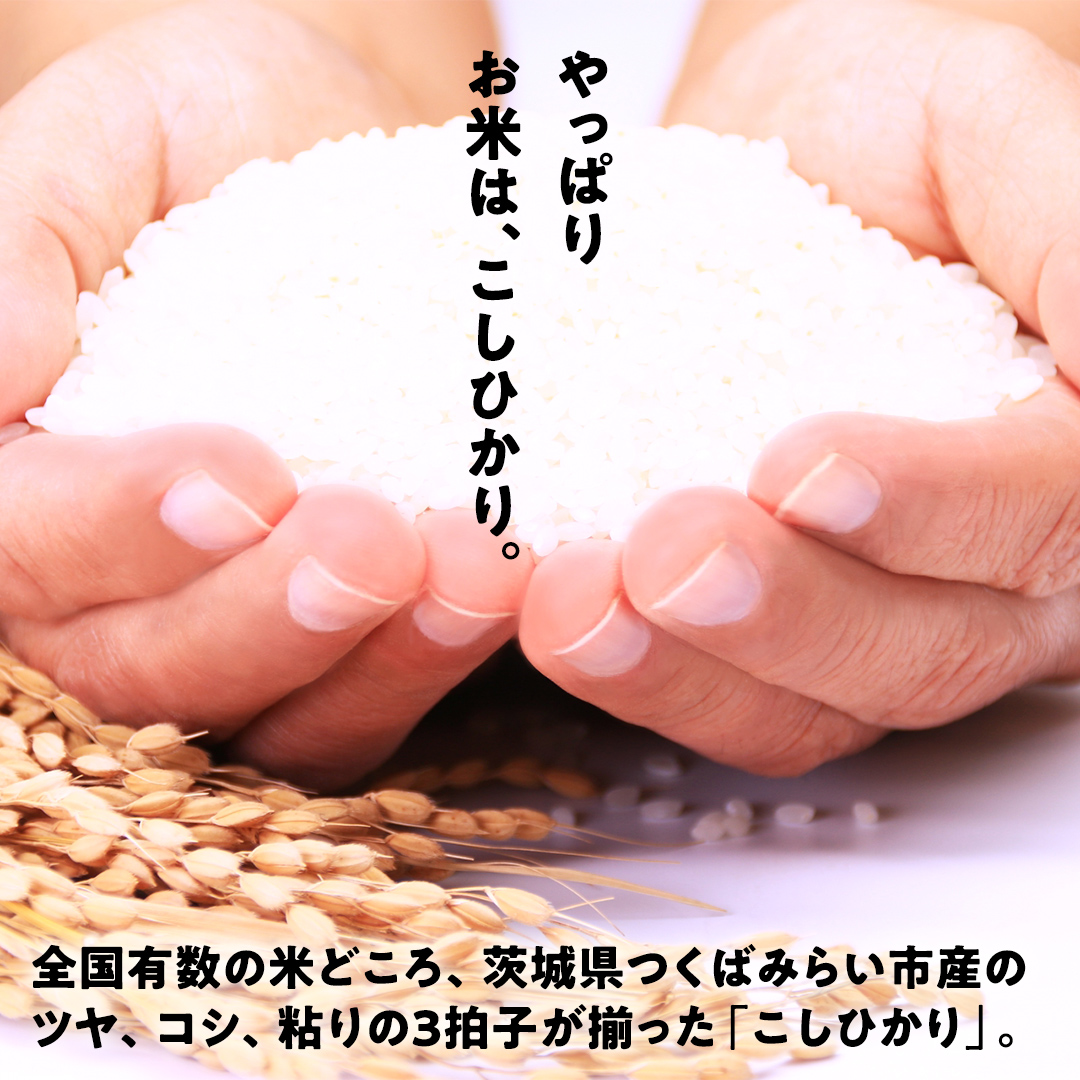 ＼ 新米先行予約 ／ コシヒカリ 10kg 令和7年産精米 【 数量