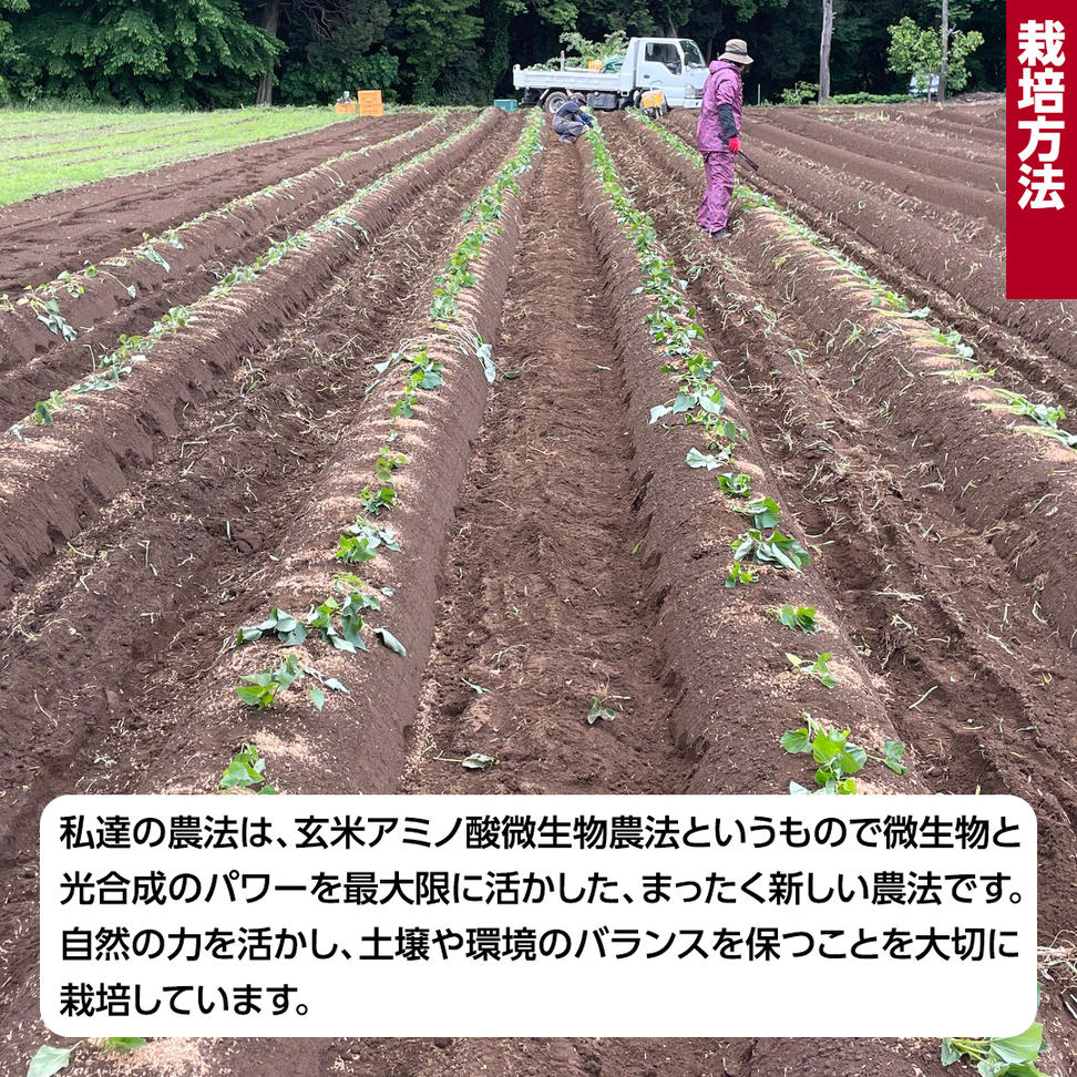 茨城県産 紅はるか 5kg 土付き 無選別 熟成 さつまいも 生芋 