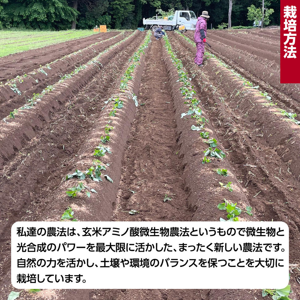 茨城県産 紅はるか 10kg 土付き 無選別 熟成 さつまいも 生芋