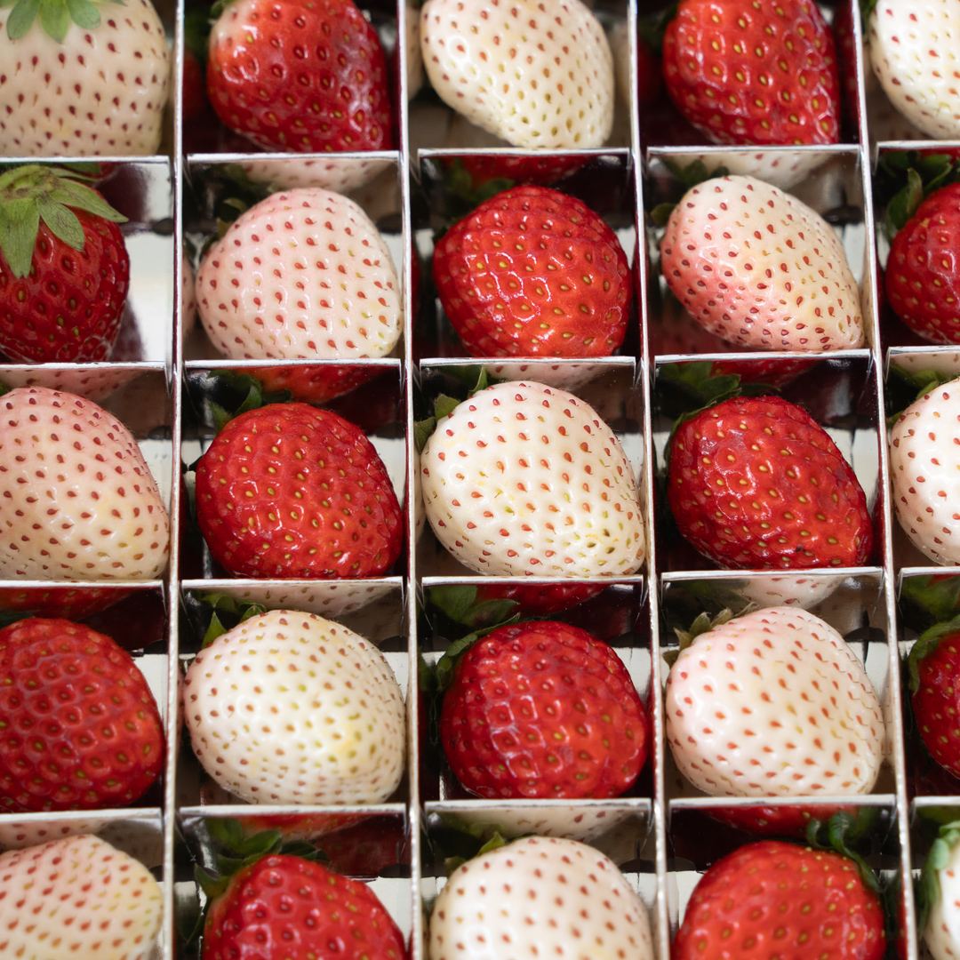 赤白いちごの宝石箱アソート 36粒 【2025年12月から発送開始