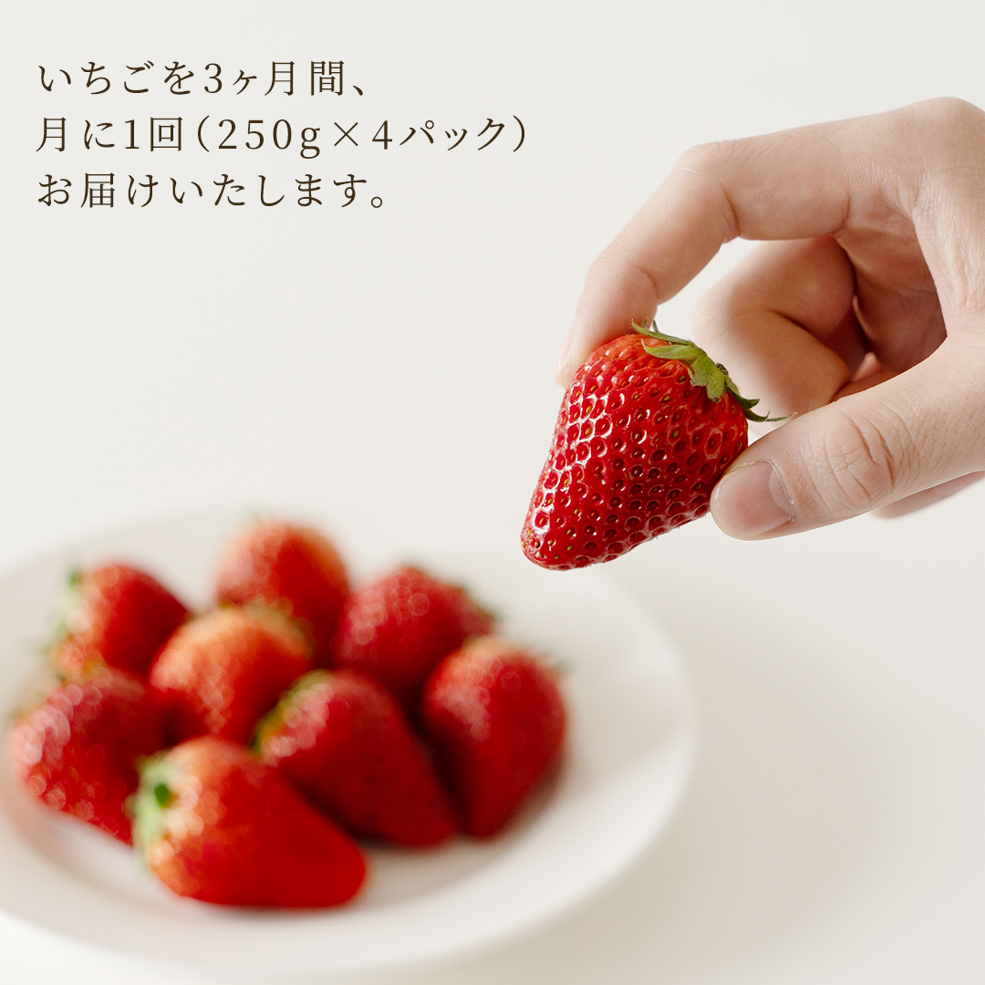 【定期便】いちご3ヶ月連続お届け便 （250g×4パック）×3回