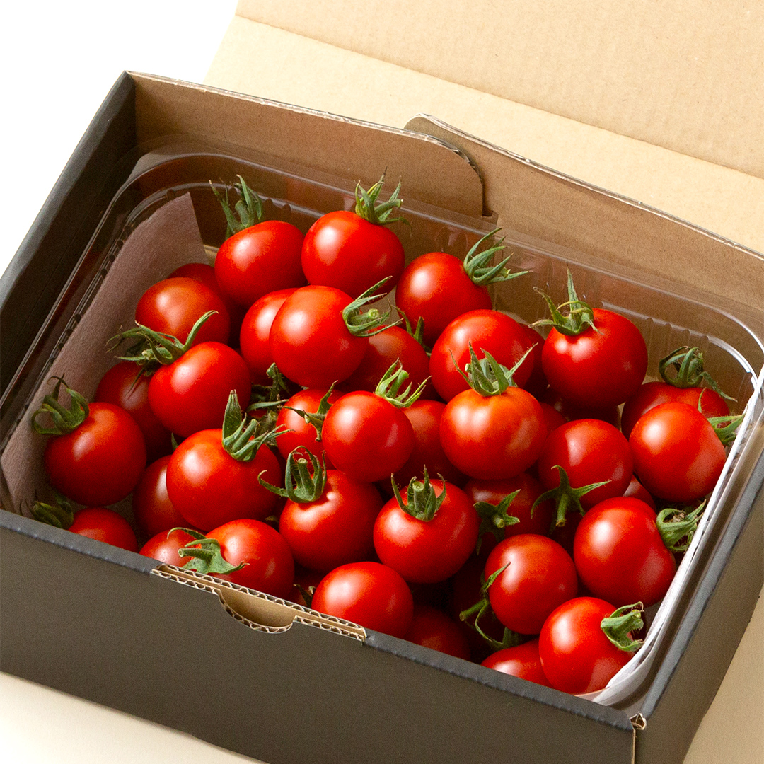 フルーツミニトマト 約1kg 【1月10日発送開始】 フルーツミ