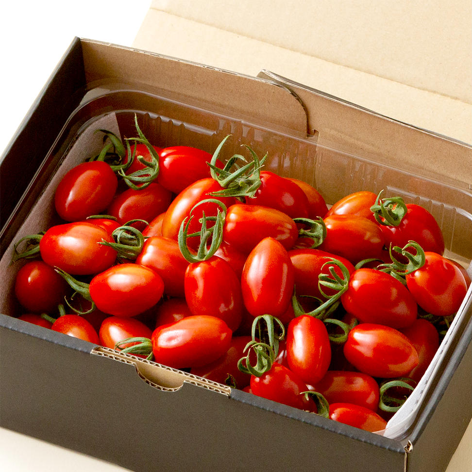 ミニトマト（マドンナ）約1kg 【1月下旬発送開始】 ミニト