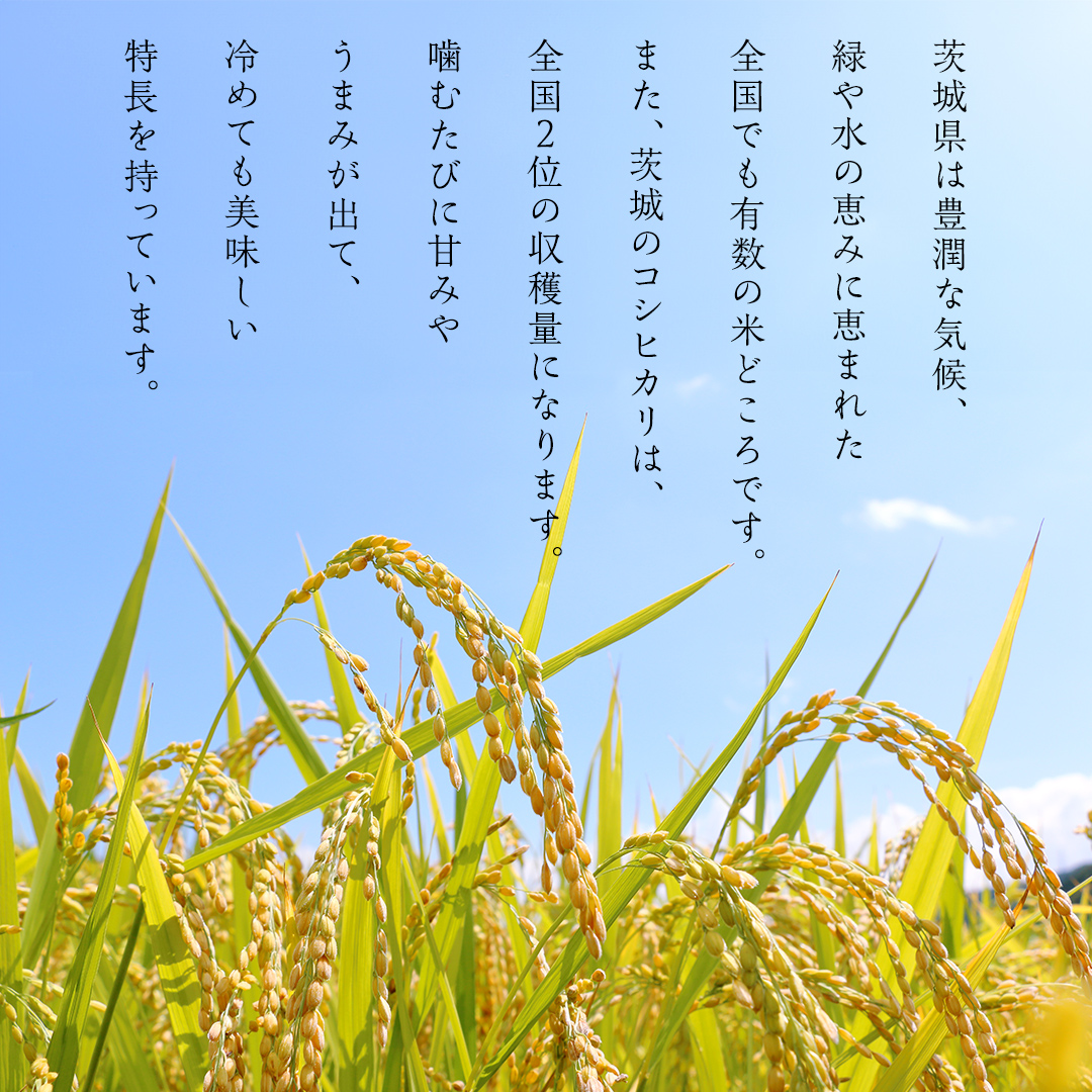 【 新米 】 令和7年産 茨城 こしひかり 10kg（ 5kg × 2本 ） 精