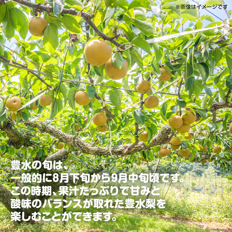 梨 豊水 約10kg 20～32個【2025年9月より発送開始】（茨城県共