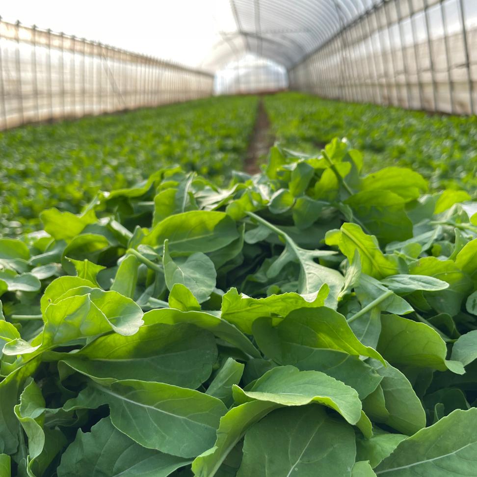 黒澤農園 の ベビーリーフサラダ （ 50g × 6パック ） 使い切