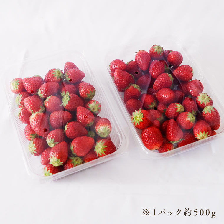 【訳あり】いちご 2kg（500g×4パック）【1月から発送開始】
