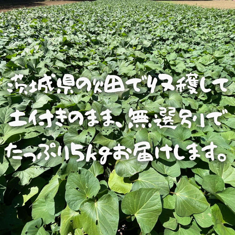 【 先行予約 】茨城県産 さつまいも 紅はるか 5kg （ 土付き 