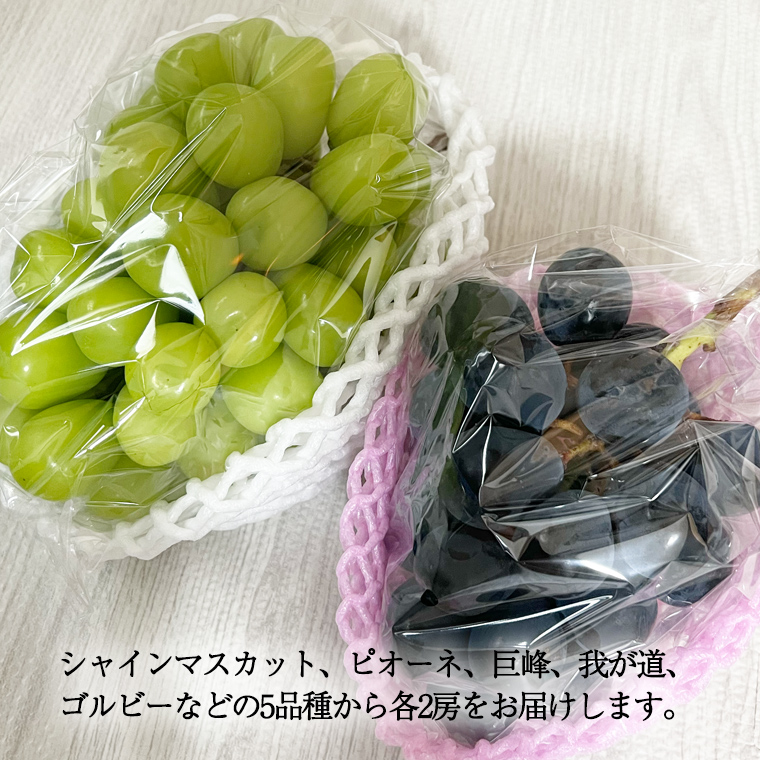 おまかせ！ ぶどう セット 5品種×各2房【2025年9月より発送