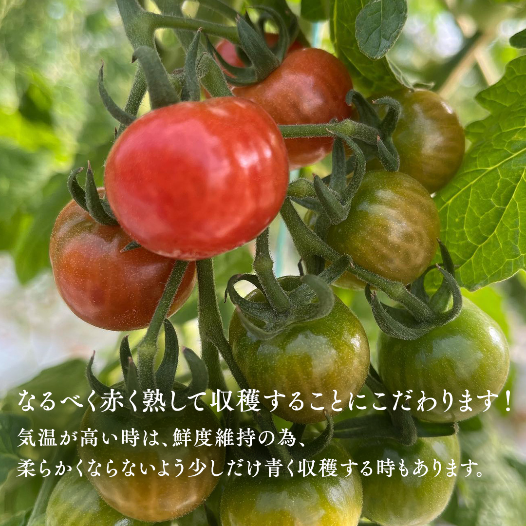 野口農園！ 王様トマト 約2kg ( 8～12個入り )！ ごほうび・麗