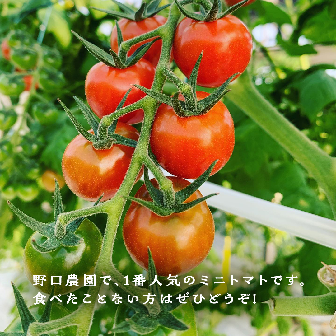 プチぷよ ミニトマト 合計約2kg （約200g × 10パック） トマト