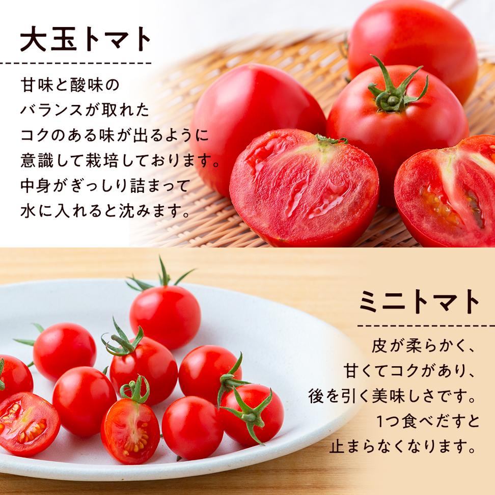 【 2026年 収穫分 先行予約 】 -太陽の味- 渋谷トマト 大玉ト