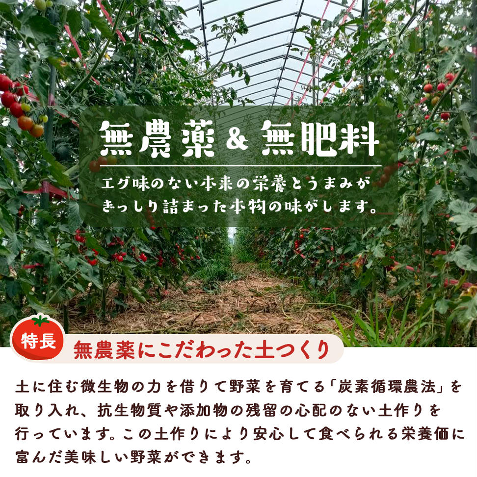 今夏お届け！ 農薬 ・ 肥料 不使用 ミニトマト の 詰め合わ