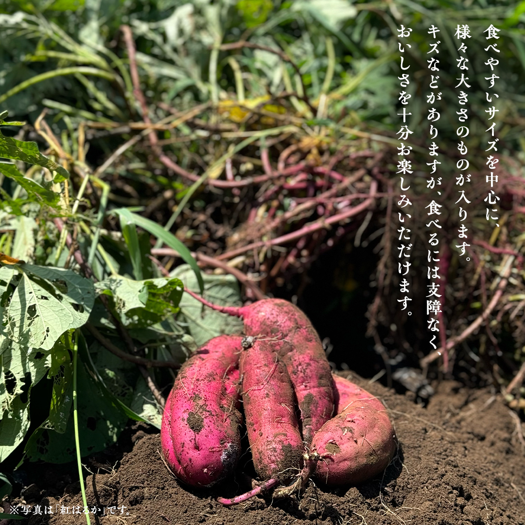 【茨城県産】さつまいも 紅あずま 3kg サイズ無選別品(土付