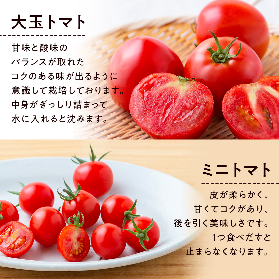 【 2026年 収穫分 先行予約 】 -太陽の味- 渋谷トマト 大玉ト