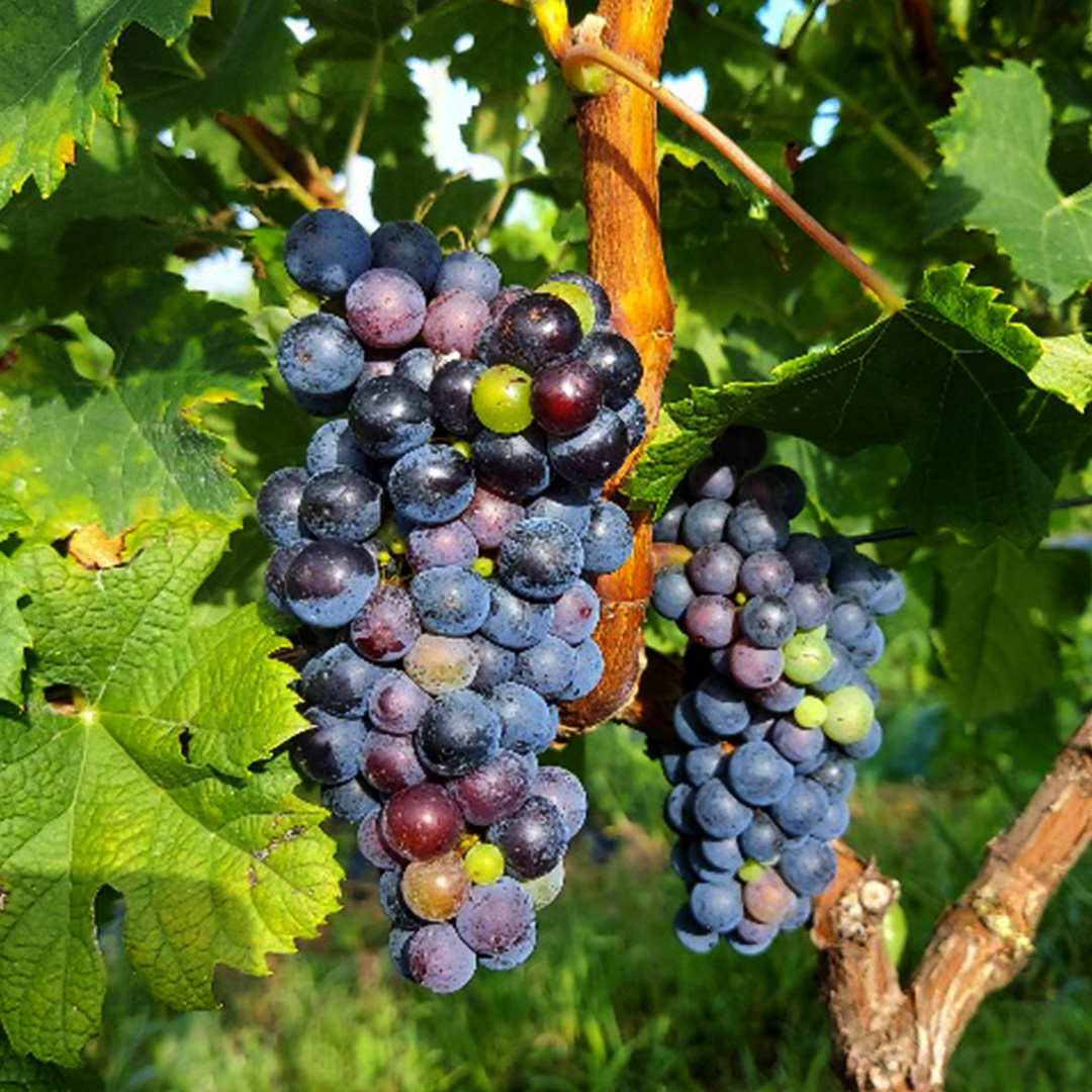 つくばみらい市産ぶどうを使った「 アロマティックな 赤ワ